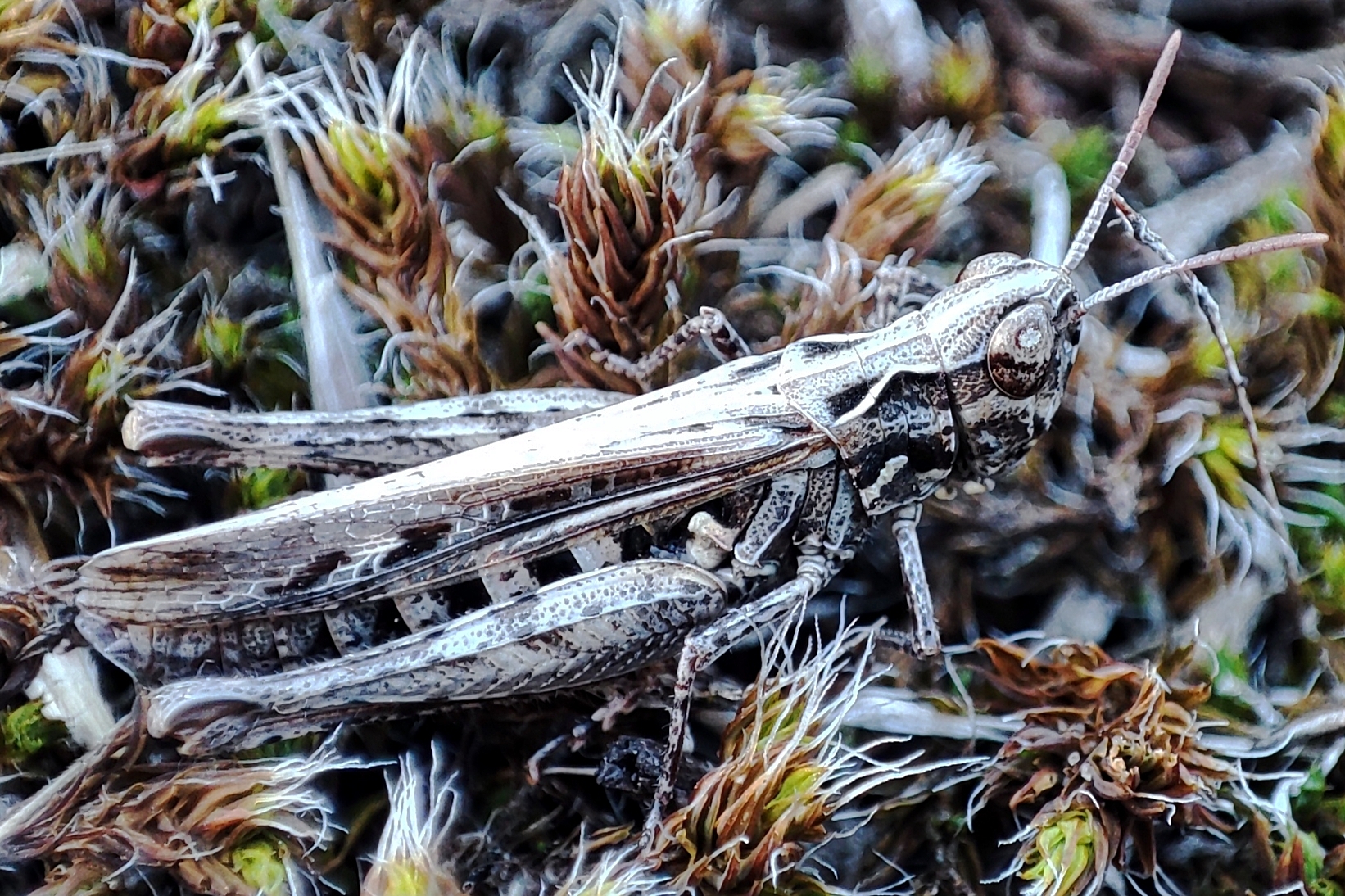 Omocestus minutus - apró tarlósáska