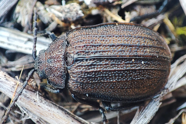 Galeruca pomonae - barna olajosbogár
