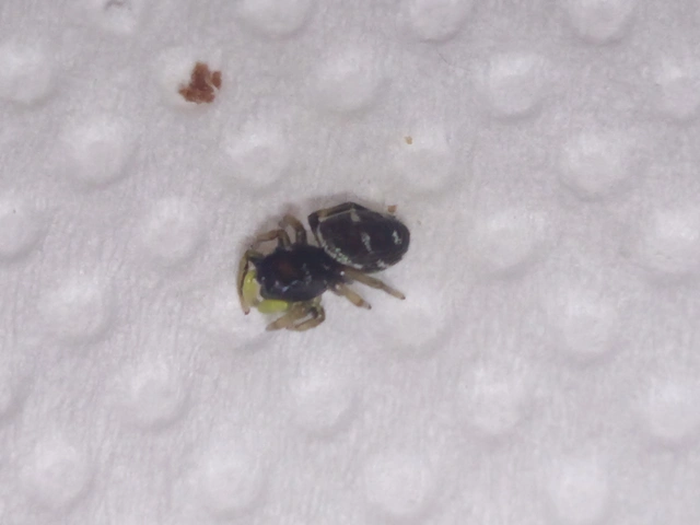 Heliophanus