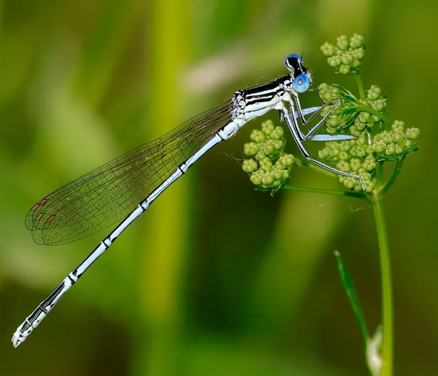 Platycnemis pennipes - széleslábú szitakötő
