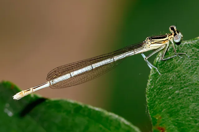 Platycnemis pennipes - széleslábú szitakötő