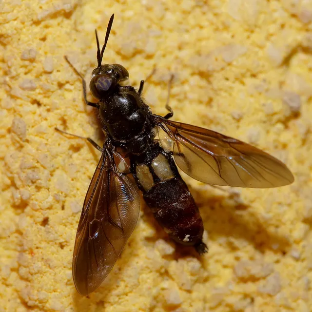 Hermetia illucens