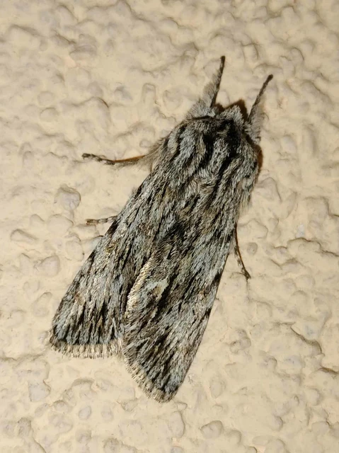 Asteroscopus sphinx - csillagnéző bundásbagoly