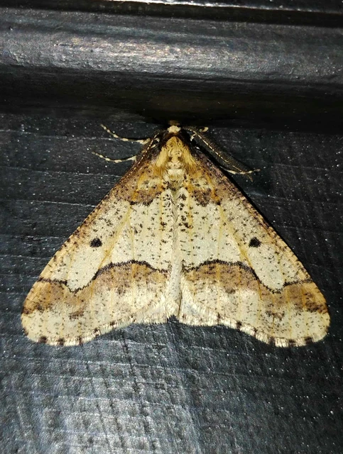 Erannis defoliaria - nagy téliaraszoló