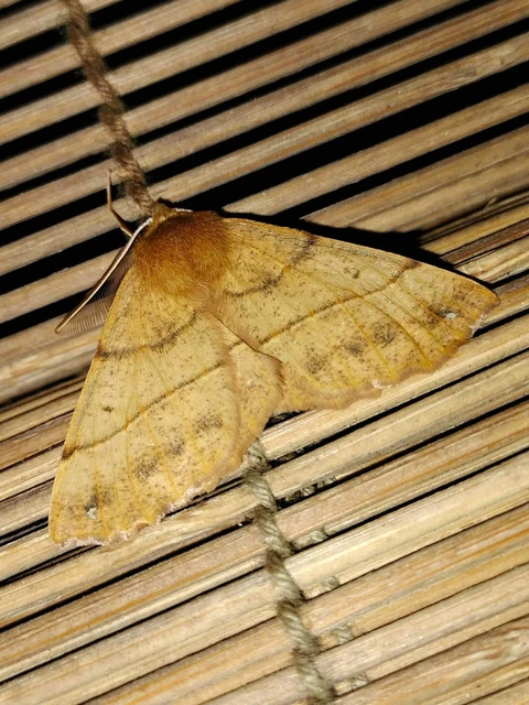 Colotois pennaria - tollascsápú araszoló
