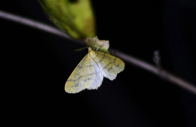 Agriopis aurantiaria - aranysárga téliaraszoló