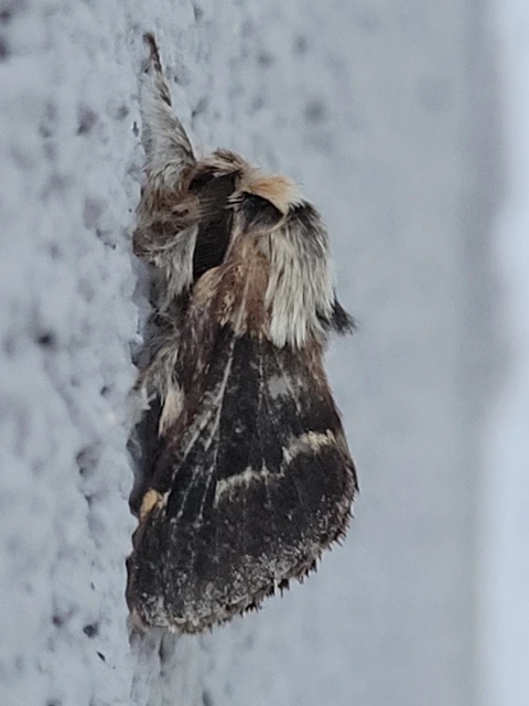 Poecilocampa populi - nyárfaszövő