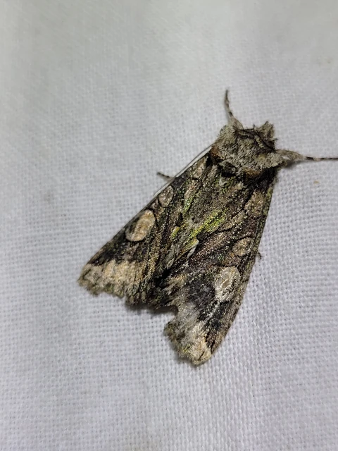Allophyes oxyacanthae - galagonyabagoly