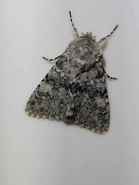 Polymixis rufocincta isolata - magyar tarkabagoly