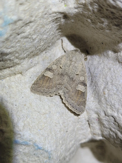 Ammoconia caecimacula - szürke őszibagoly