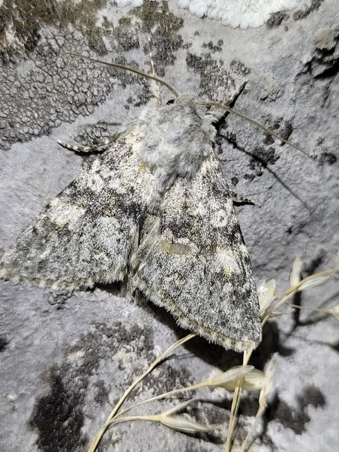 Polymixis rufocincta isolata - magyar tarkabagoly
