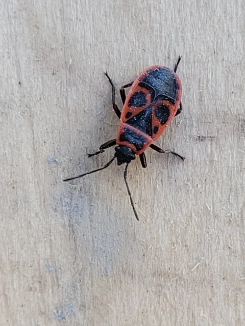 Pyrrhocoris apterus - verőköltő poloska