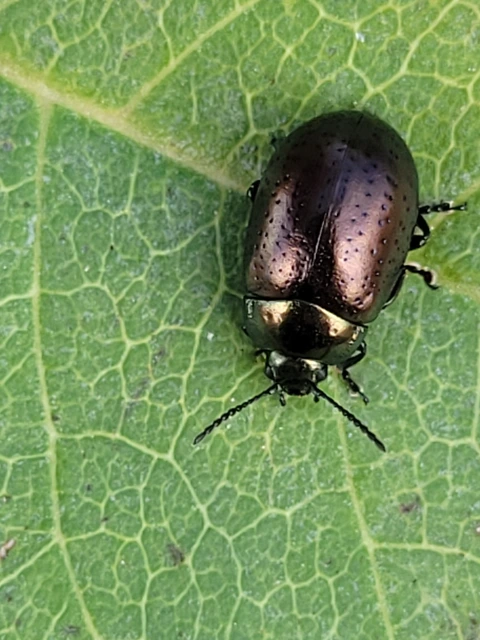 Chrysolina hyperici - zöld orbáncfűlevelész