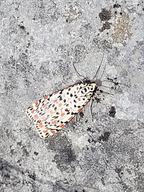 Utetheisa pulchella - vérpettyes medvelepke
