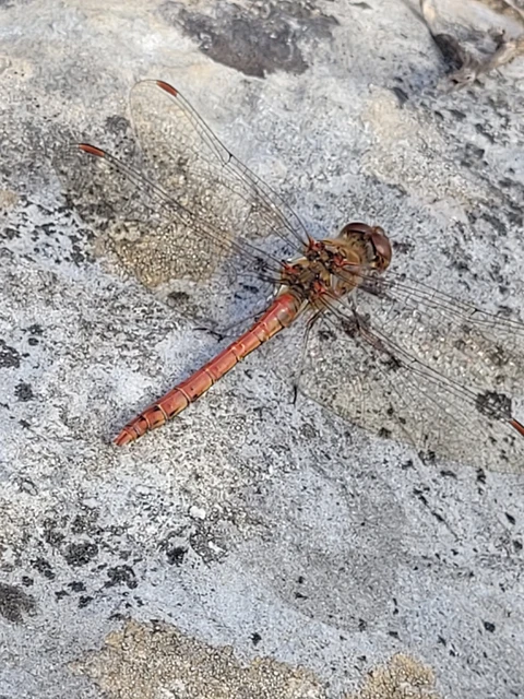 Sympetrum striolatum - harántsávos katona-szitakötő