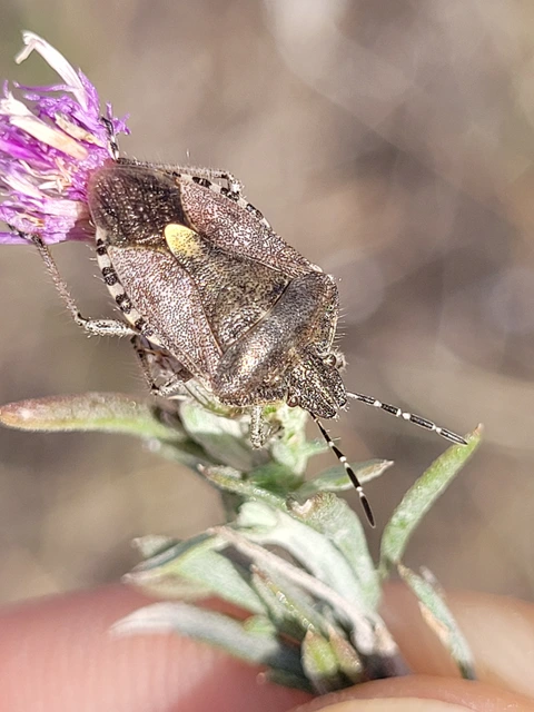 Dolycoris baccarum - közönséges bogyómászó-poloska Dolycoris baccarum - közönséges bogyómászó-poloska