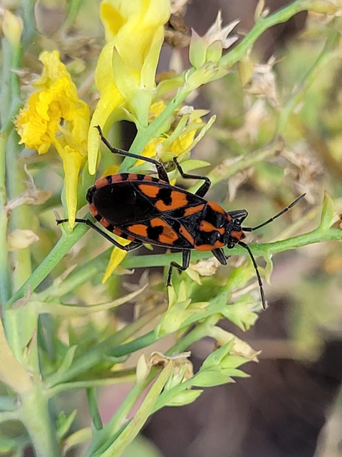 Spilostethus saxatilis - virágbodobács