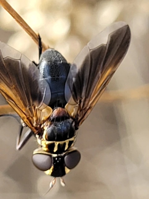 Trichopoda pictipennis - tollaslábú poloskalégy