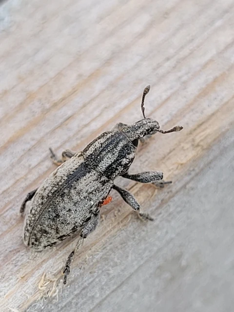 Pseudocleonus cinereus - hamvas barkó