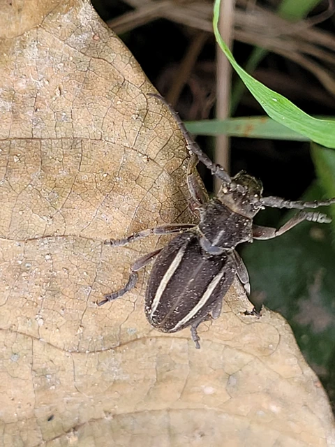 Neodorcadion bilineatum - kétsávos földicincér