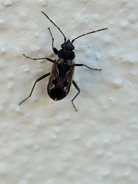 Rhyparochromus vulgaris - közönséges díszesbodobács