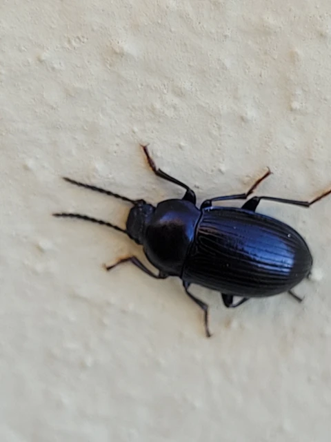 Nalassus dermestoides - rövidszárnyú gyászbogár