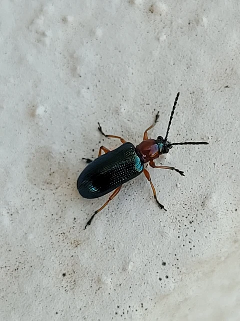 Oulema melanopus/duftschmidi