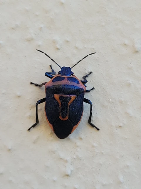 Perillus bioculatus