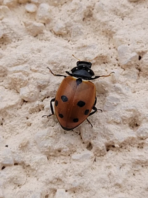 Hippodamia variegata - tizenhárompettyes katica
