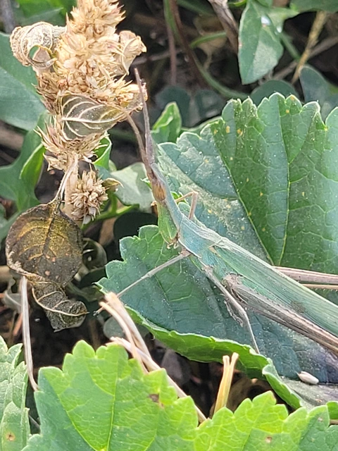 Acrida ungarica - sisakos sáska Acrida ungarica - sisakos sáska