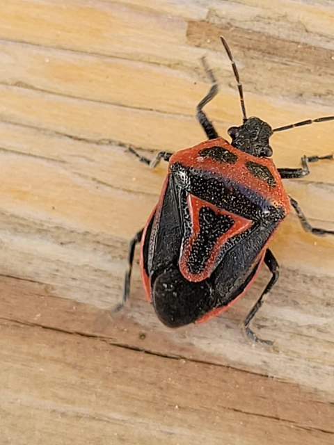 Perillus bioculatus