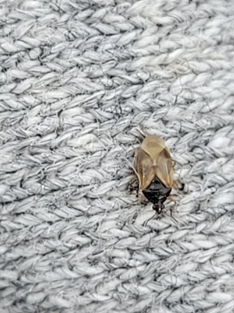 Anthocoridae - virágpoloskák Anthocoridae - virágpoloskák