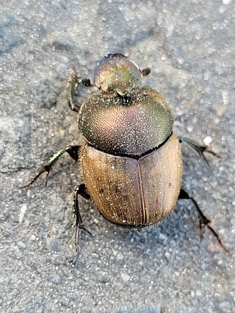 Onthophagus coenobita - rezes trágyatúró