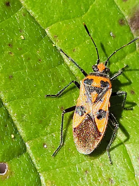 Corizus hyoscyami - piros karimáspoloska