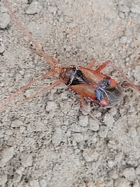 Megacoelum