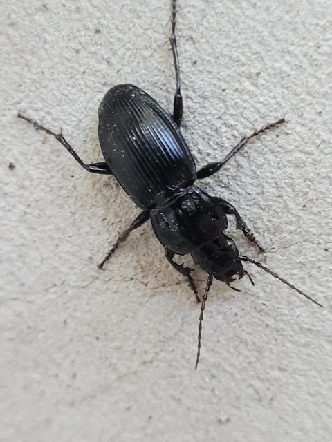Pterostichus melas - fényes gyászfutó