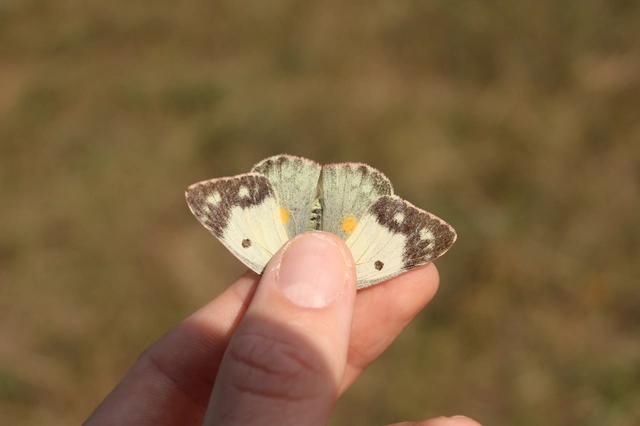 Colias croceus - sáfránylepke