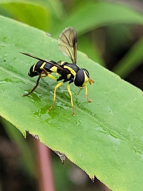 Xanthogramma