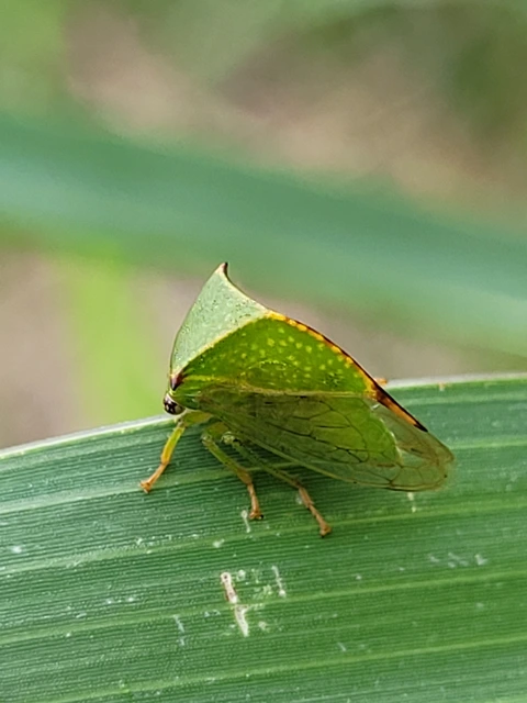 Stictocephala bisonia - bivalykabóca