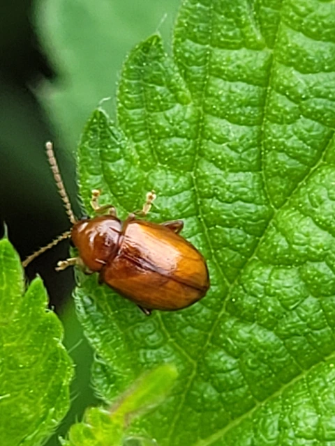 Neocrepidodera