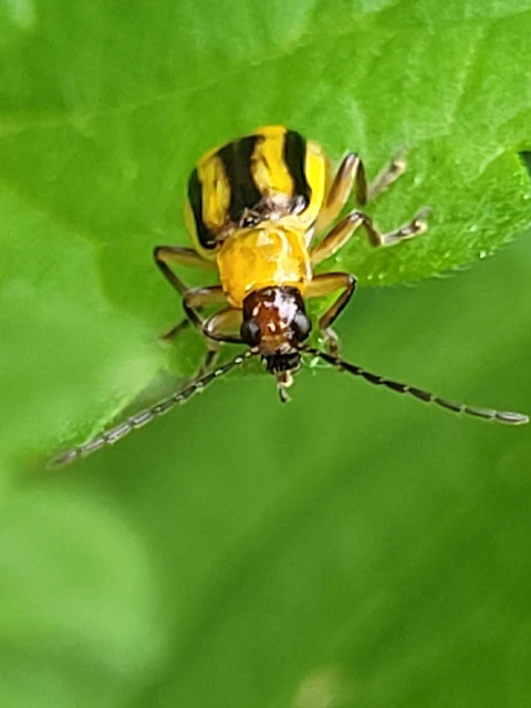 Diabrotica virgifera - amerikai kukoricabogár