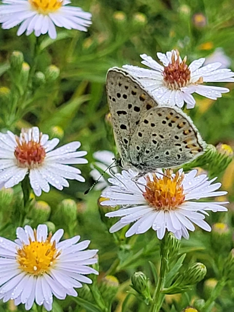Lycaena tityrus - barna tűzlepke