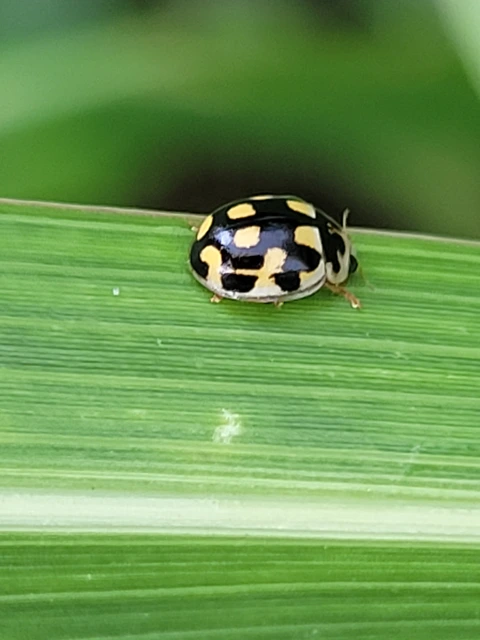 Propylea quatuordecimpunctata - tizennégypettyes füsskata
