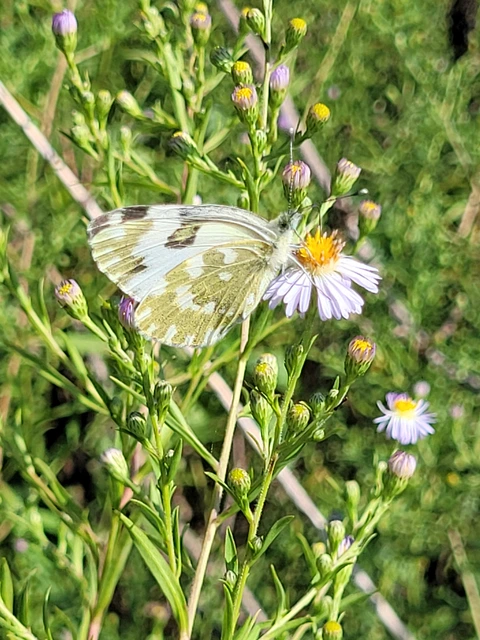Pontia edusa - rezedalepke