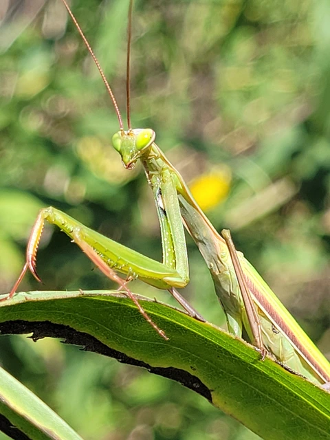 Mantis religiosa - imádkozósáska