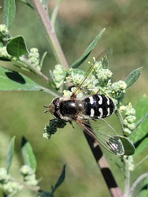Scaeva pyrastri - gyakori nagyhomlokúlégy