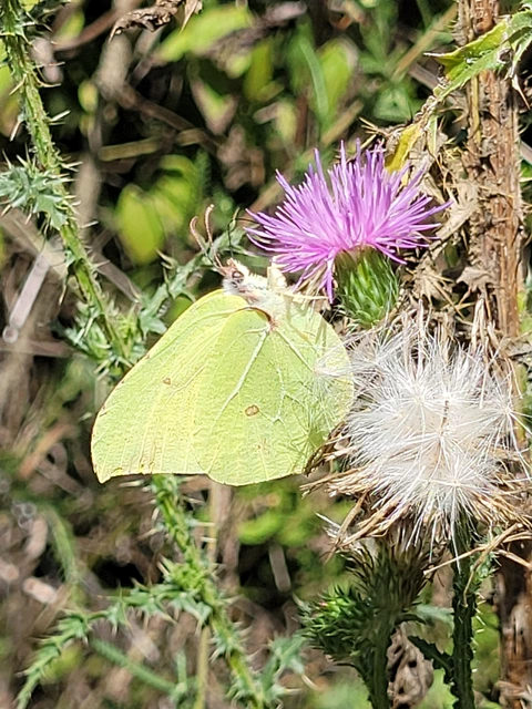 Gonepteryx rhamni - citromlepke