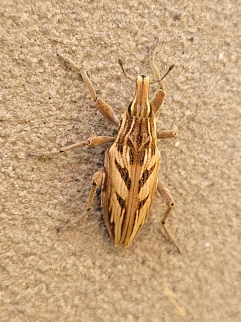 Coniocleonus nigrosuturatus - nyíljegyes barkó