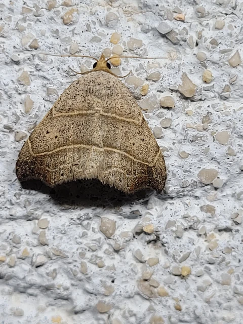 Laspeyria flexula - zuzmóbagoly