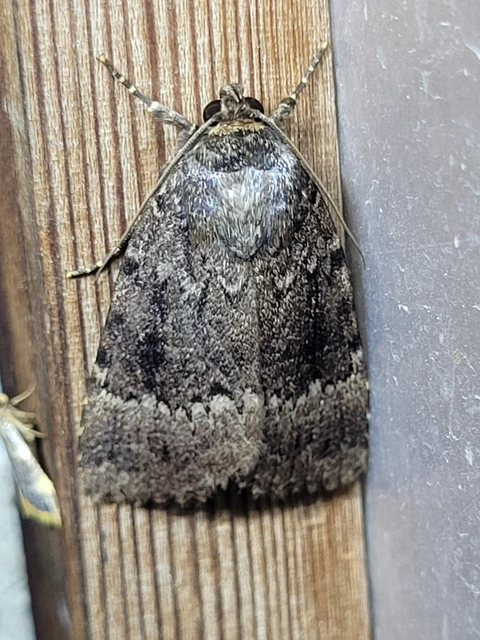 Amphipyra pyramidea - fahéjszínű bagoly